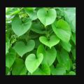 Giloy Plant |Best for Seed Garden & Home Decoration|. 