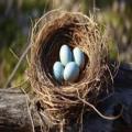Nesting Material for Birds II PACK of 3 + 1pc Extra on Every Order .|| Grass Nest For Finches And Small Birds | nesting material | Coconut Fiber, Nesting Material Birds Coconut Grass For Small Nesting Birds - 25 to 30 grams. 