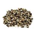 Pack of 100 Moringa / Sohanjna Seeds to grow with 100 percent germination Moringa oleifera Tree Plant Used in Various ways; Flowers, Leaves, Seeds, and fruits.. 