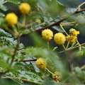 Desi Kikar - Vachellia Nilotica Acacia - Babool Tree Seeds. 