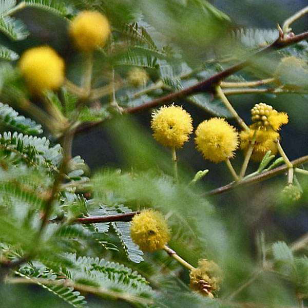 Desi%20Kikar%20-%20Vachellia%20Nilotica%20Acacia%20-%20Babool%20Tree%20Seeds%20-%20Image%205