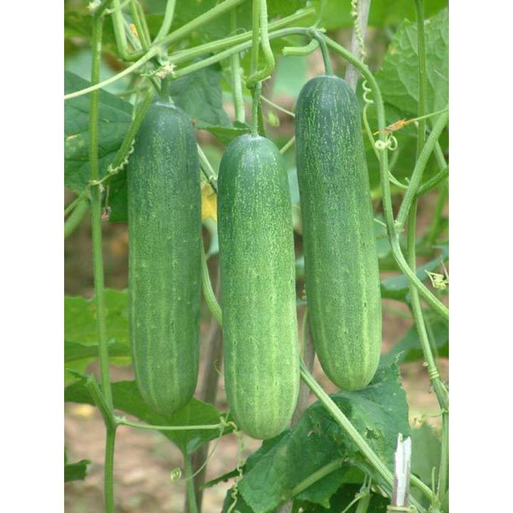 50Pcs Cucumber plants Seeds