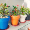 decoration pack of  5 Round crown pot  7 X 8. 