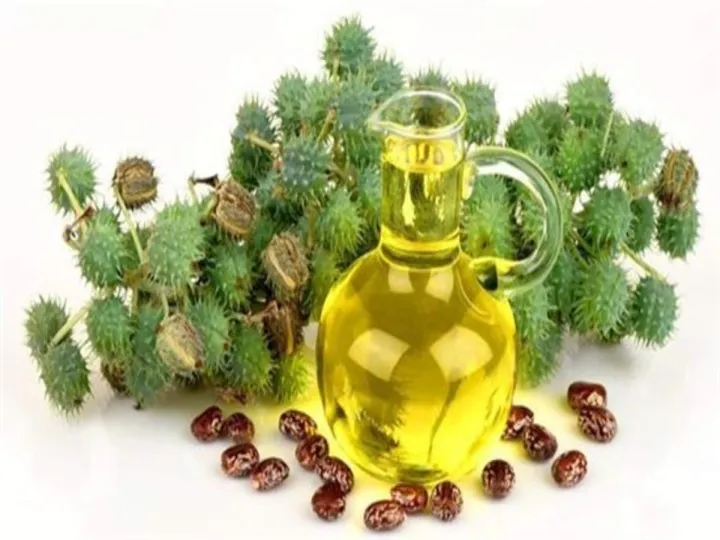 25%20Castor%20oil%20seeds%20100percent%20germinate%20for%20grow%20caster%20plant%20Eranda%20(%20Ricinus%20communis%20)%20castor%20beans%20arand%20tree%20use%20for%20many%20purpose%20-%20Image%204