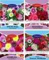 4 Packs Winter Flower Seeds Season. 