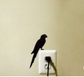 Modern Parrot Wall switch decor. 
