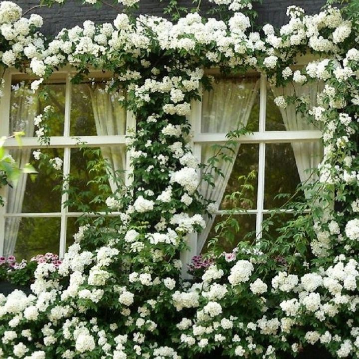 Lady Benks Climbing Rose Seeds - White