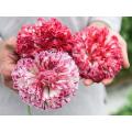 Flemish Antique Poppy, 50 Seeds. 
