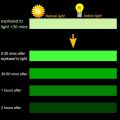Glow in The Dark  Light Safe Luminous Tape Sticker Waterproof Removable Durable Wearable Stable Safety. 