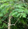 Pack of 80 Moringa / Sohanjna Seeds to grow with 100 percent germination Moringa oleifera Tree Plant Used in Various ways; Flowers, Leaves, Seeds, and fruits.. 