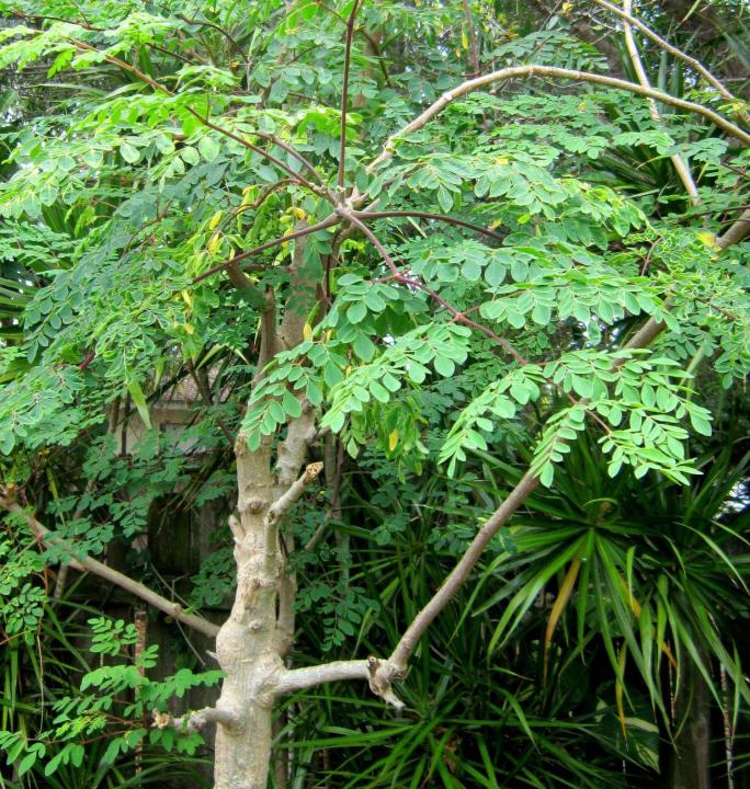 Pack%20of%2010%20Moringa%20Seeds%20100%20percent%20germinate%20Sohanjna%20Tree%20Plant%20Flower%20-%20Image%207