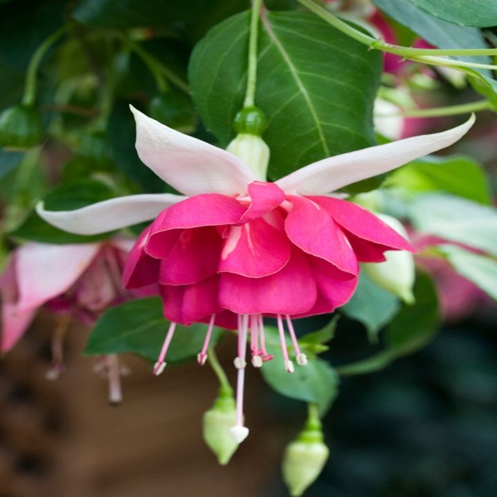 Seventh Heaven Fuchsia Flower Plant Seeds