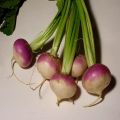 Turnip Seeds | Shaljam K Beech  | Organic & Fresh Garden Seeds. 
