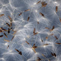 Dandelions organic Seeds Taraxacum. 