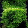 Java Moss for Aquarium. 