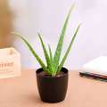 Aloevera Rooted Live Plant Without Pot | Fresh & Healthy Antibacterial Mini Plant. 