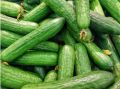 Summer Vegetables and Fruits Seeds with Gift Seeds. 