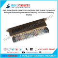 IBEX SCIENCES DNA Model Double Helix Structure Model DNA Display Component Biological Science Popularization Teaching for Science Teaching Display. 