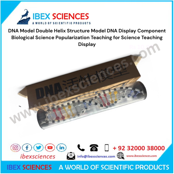 IBEX%20SCIENCES%20DNA%20Model%20Double%20Helix%20Structure%20Model%20DNA%20Display%20Component%20Biological%20Science%20Popularization%20Teaching%20for%20Science%20Teaching%20Display%20-%20Image%203