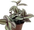 Wandering Jew Live Plant. 