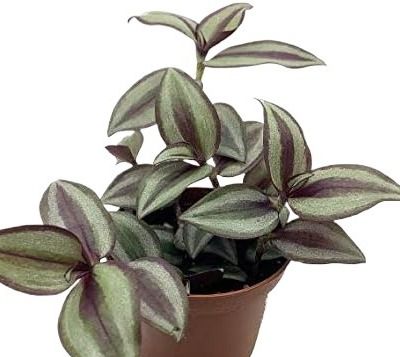 Wandering Jew Live Plant
