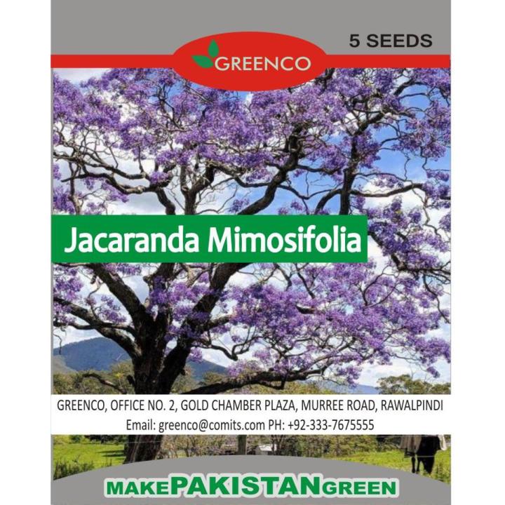 Pack of 5 Jacaranda Tree Seeds Best Blue Bonsai Plant