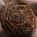 Miniature Resin Cute Set of 6 Bird Nest and Eggs Set Decoration Ornaments. 