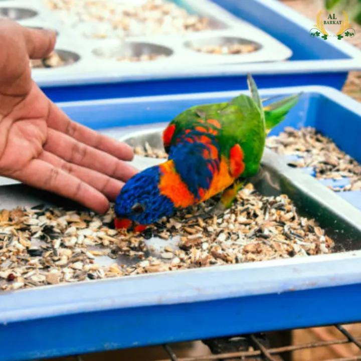 Premium%20Parrot%20Seed%20Mix%20-%20Nutrient-Rich%20Parrot%20Feed%20&%20Parrots%20Feed%20Blend%20in%20Resealable%201kg,%203kg,%205kg%20Packs.%20Ideal%20for%20Use%20in%20Any%20Parrot%20Seed%20Feeder.%20A%20Complete,%20Wholesome%20Diet%20for%20Vibrant%20Health,%20Energy,%20and%20Plumage.%20-%20Image%203
