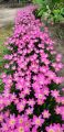 Pink Rain Lilly Zephyranthes Grandiflora Lycoris Candida Votaniki snowdrops LUCKY Pink Rain Lily Bulbs, Perennial Lily Flowering Bulbs,Bloom Multiple Times Rain Lily BY GREEN GOLD. 