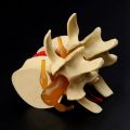 Lumbar Vertebrae Model Anatomical Spine Lumbar Disc Herniation Anatomy Teaching Tool Lumbar Vertebrae Model. 