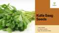 Kulfa Saag Seeds (Green Vegetable Seeds- Premium Quality). 