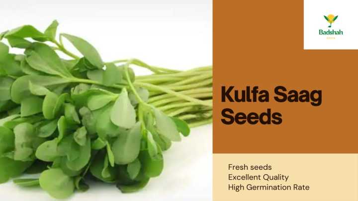 Kulfa Saag Seeds (Green Vegetable Seeds- Premium Quality)