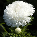 Aster Milady Mix Flower Seeds, Home Kitchen Gardening. 