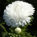 Aster Milady Mix Flower Seeds, Home Kitchen Gardening. 