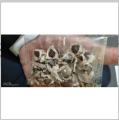 Pack of 80 Moringa / Sohanjna Seeds to grow with 100 percent germination Moringa oleifera Tree Plant Used in Various ways; Flowers, Leaves, Seeds, and fruits.. 