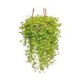 Turtle Vine (Callisia Repens Sedum) |Best for Seed Garden & Home Decoration|. 
