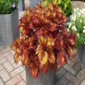 Henna Coleus Plant Seeds. 