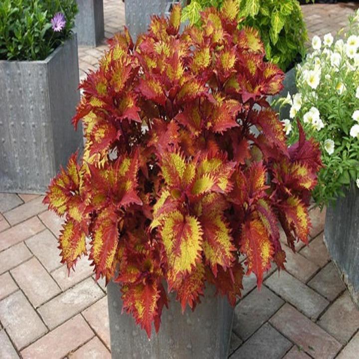 Henna Coleus Plant Seeds