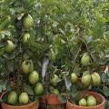Guava Fruit Tree Seeds. 