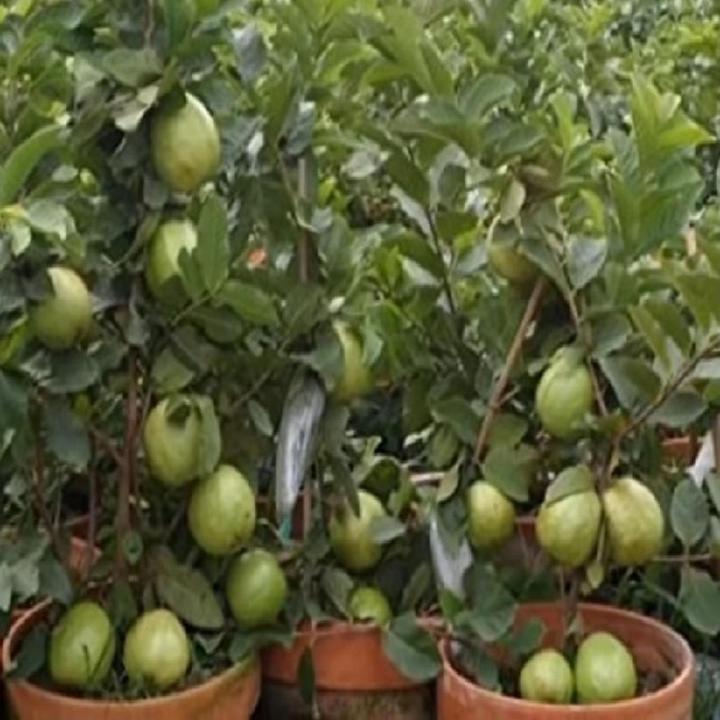 Guava Fruit Tree Seeds