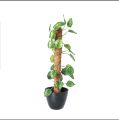 Green Artificial Money Plant leave with Coconut stick  Decorative Flowers Plants best for Home and office Décor. 