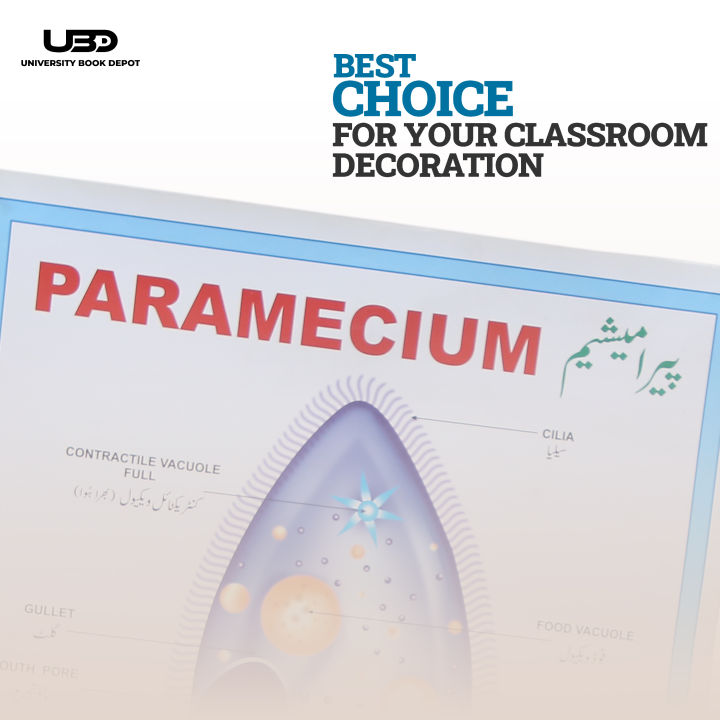 Paramecium%20Wall%20Poster%20%7C%20Wall%20Chart%20For%20Science%20Labs%20Decoration%20%7C%20Paramecium%20Structure%20Presentation%20on%20200%20grams%20Laminated%20Card%2020*30%20inches%20-%20Image%204