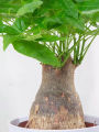 High Quality Bonsai Seeds (2pcs/bag) Pachira Tree Seeds for Sale Pachira Dwarf Money Tree Plant Seeds Lucky Plant Pachira Aquatica Tree Seeds for Planting Indoor Ornamental Plants Air Plants Real Live Plants for Sale Easy Planting Home Garden Decoration. 