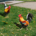 Set of 2 Acrylic Rooster Statues, Outdoor Garden Statues, Chicken Decor, Garden Sculptures & Statues for Patio Lawn Easy Install. 