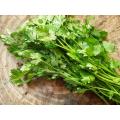 Coriander (Dhania, Dhaniya) Vegetables Seeds - Seeds Vegetables Packet - Excellent Germination - Healthy Vegetable. 