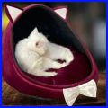 Bow Pet House Cat Bed Velvet Soft House for Cat Beautiful Cat House. 