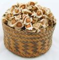 Moringa seeds 20+. 