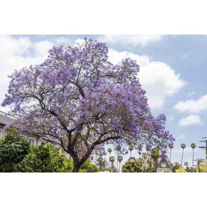Jacaranda / Fern Tree \ Blue Jacaranda Tree Seeds - Flower Tree