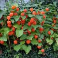 100pcs High Germination Red Lantern Fruits Seeds Easy To Grow In Malaysia Delicious Physalis Fruit Seeds for Planting Organic Cape Gooseberry Benih Pokok Buah Air Plant Seeds Bonsai Tree Live Plant Real Plant Flower Seeds Vegetable Fruits Plant Seeds. 