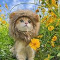 Funny Pets Clothes Cap Cute Cat Wig Lion Mane Costume Cosplay Kitten Dog Hat with Ears Fancy Party Supplies. 